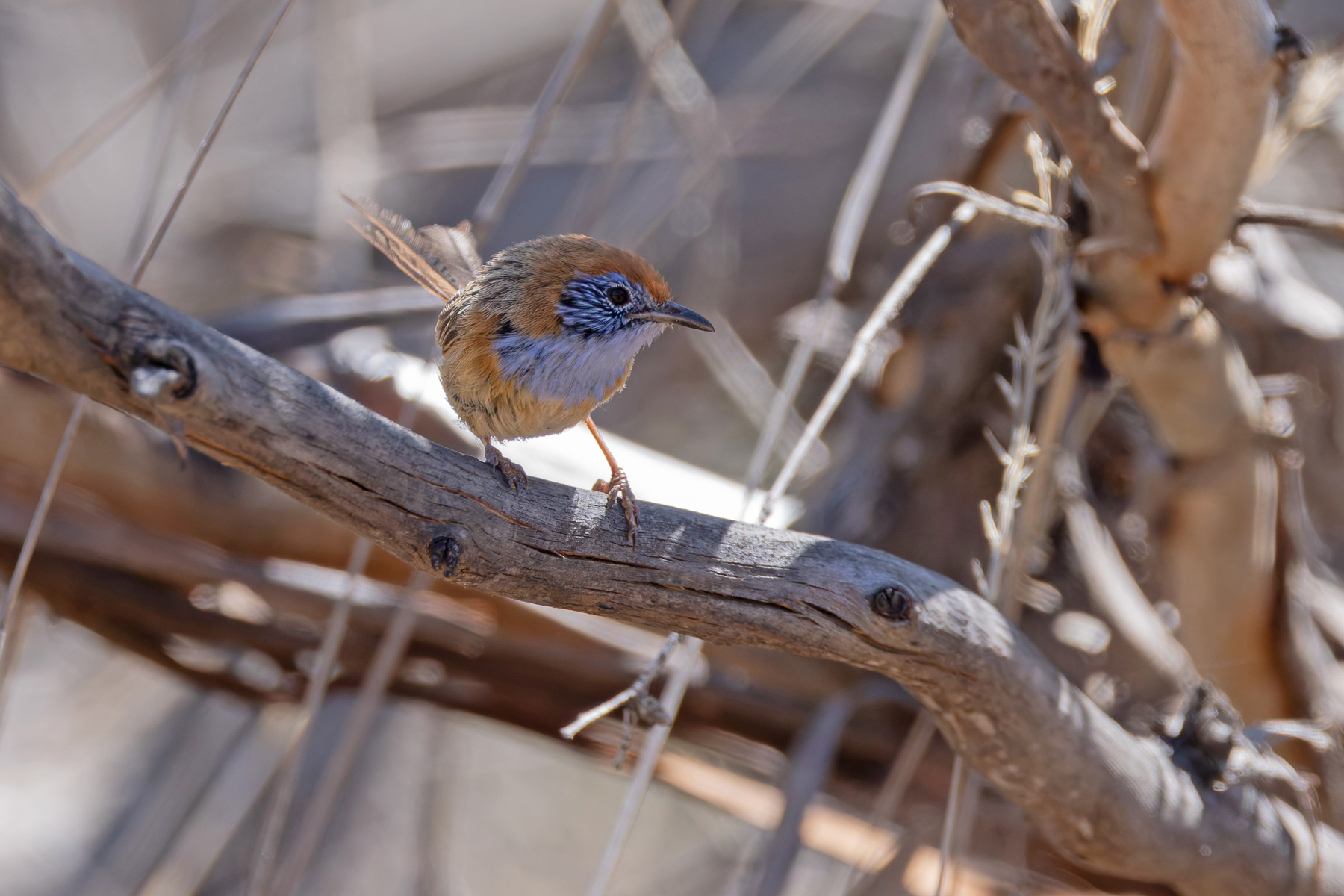 Mallee Emu-wren (image by Mike Watson)