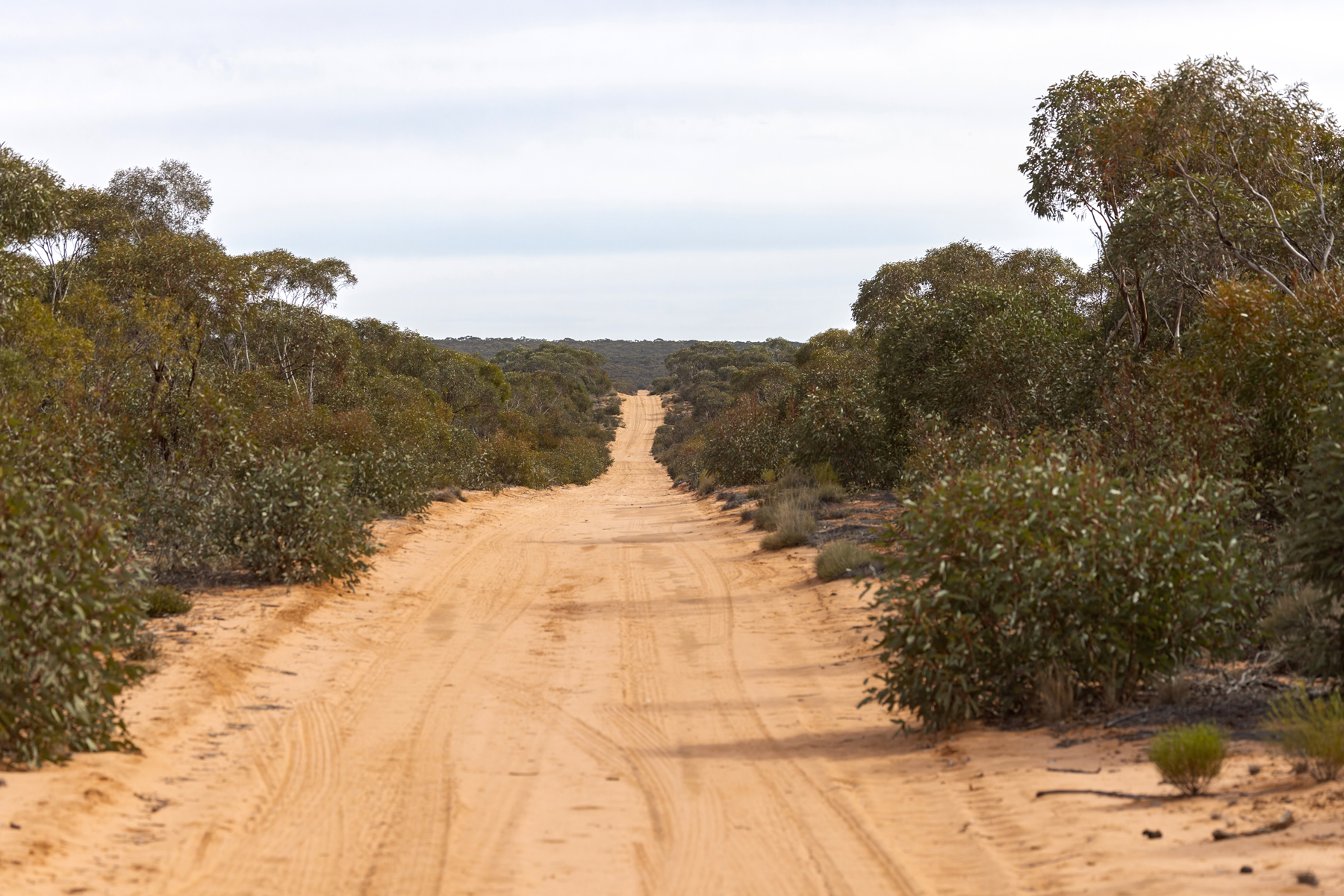 Mallee Murray-Sunset NP (image by Mike Watson)