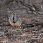 Malleefowl (image by Mike Watson)