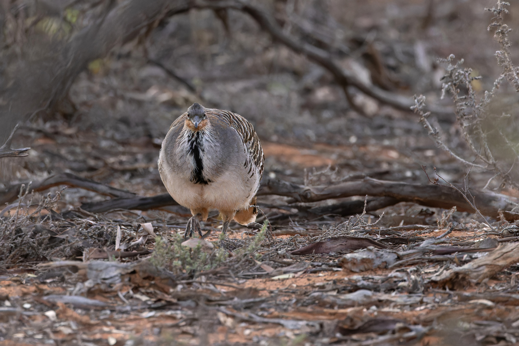 Malleefowl (image by Mike Watson)