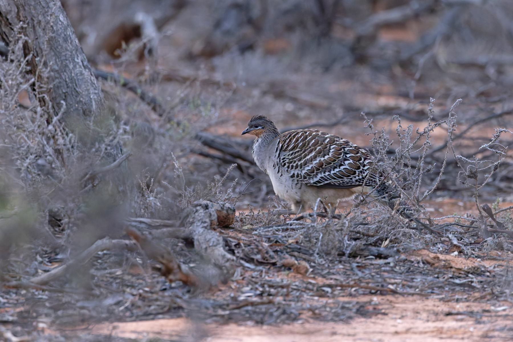 Malleefowl (image by Mike Watson)