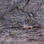 Malleefowl (image by Mike Watson)