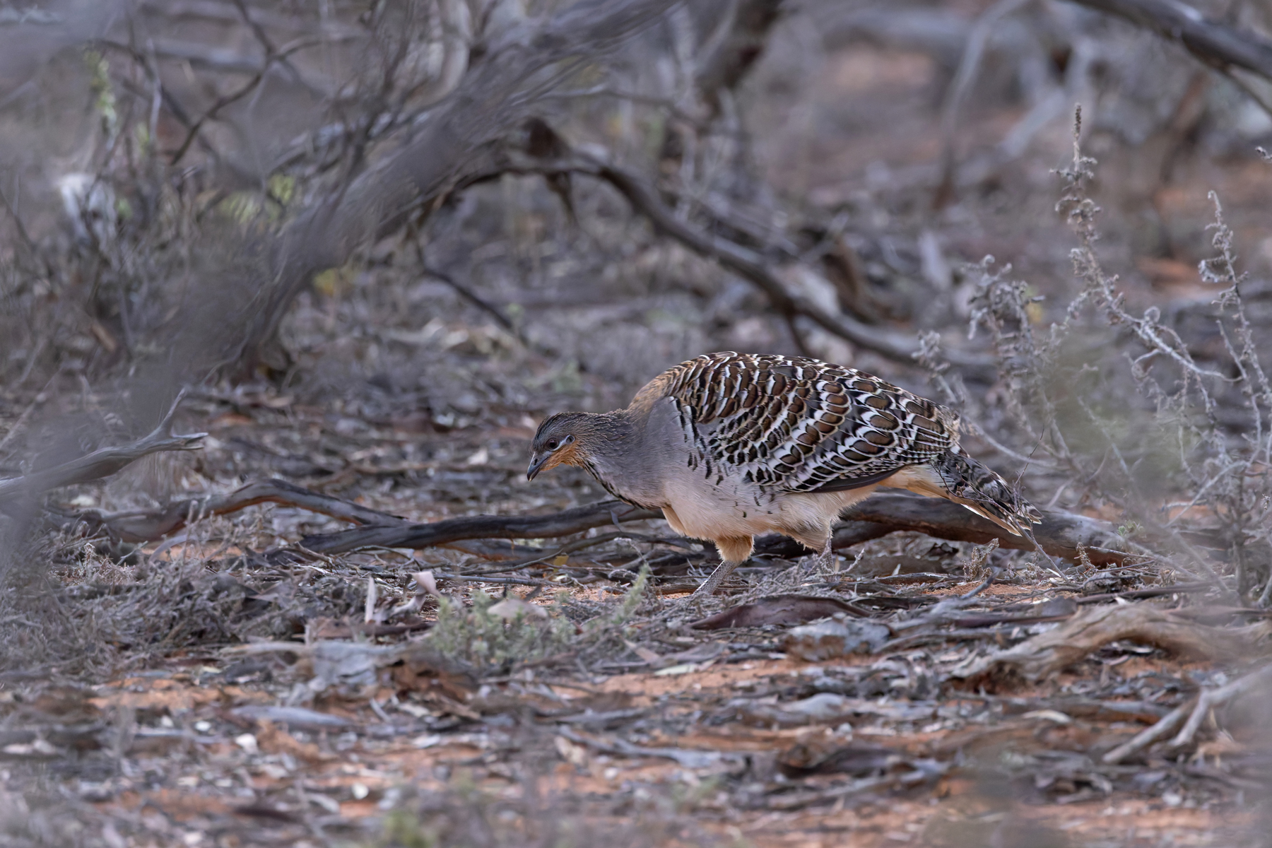 Malleefowl (image by Mike Watson)