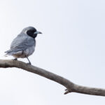Masked Woodswallow (image by Mike Watson)