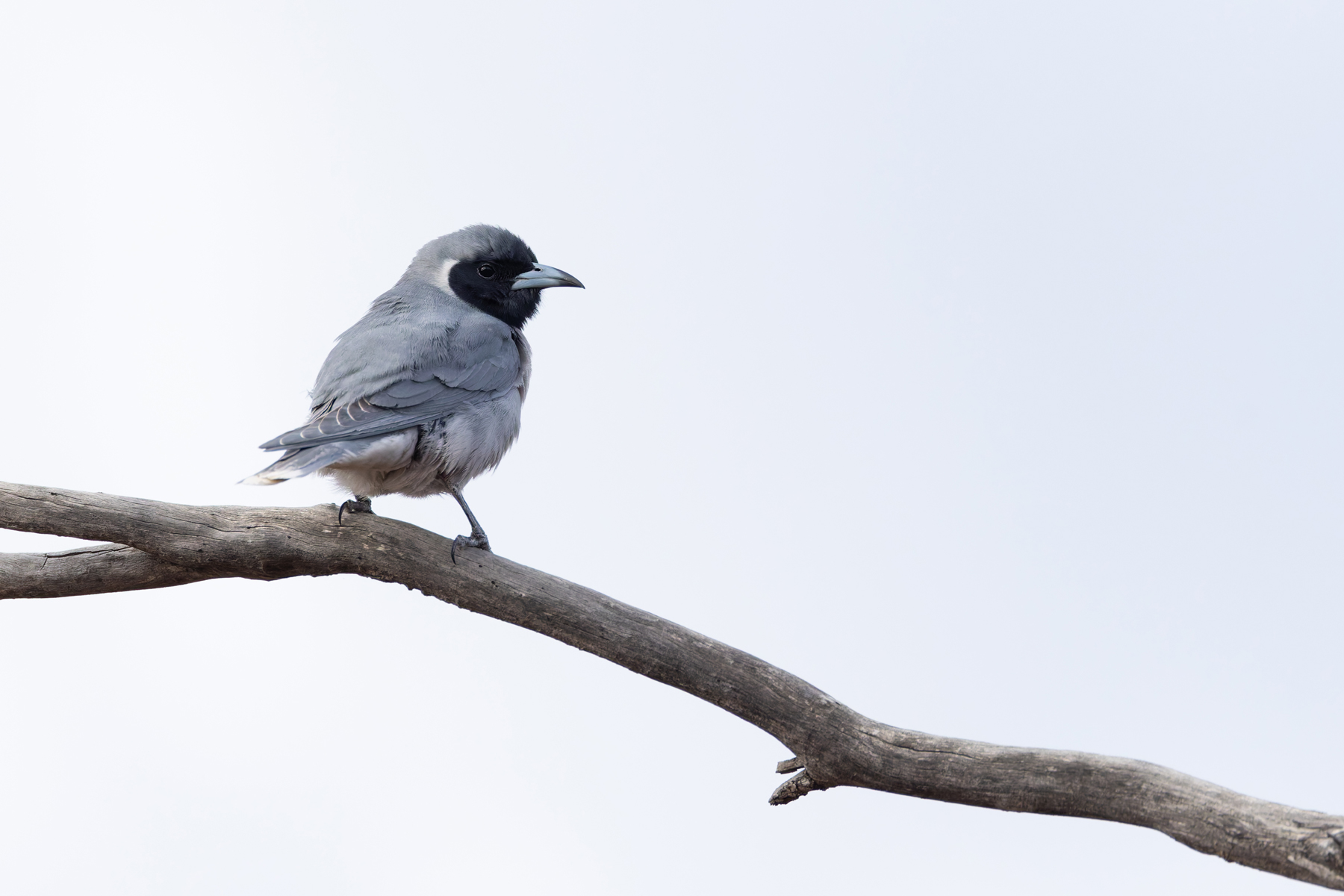 Masked Woodswallow (image by Mike Watson)