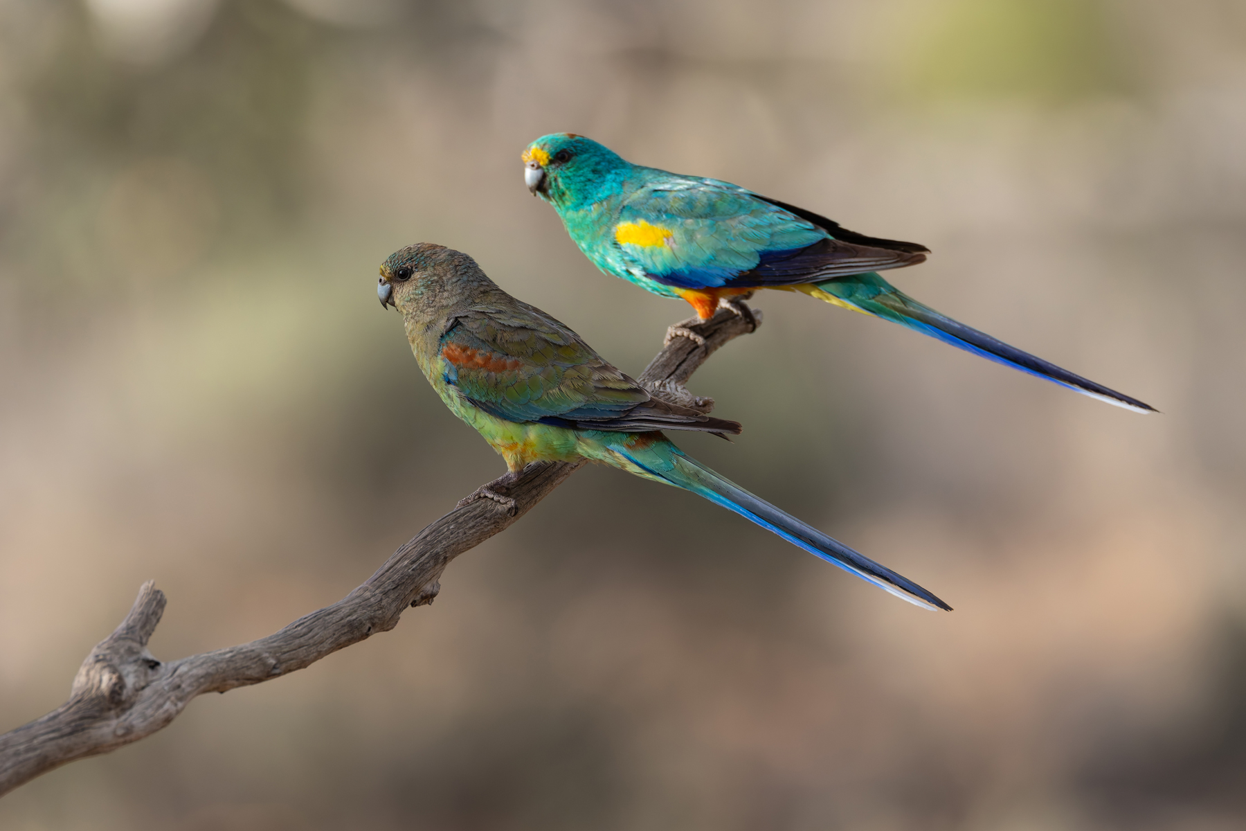 Mulga Parrots (image by Mike Watson)