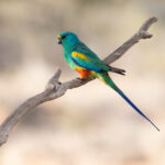 Mulga Parrot (image by Mike Watson)