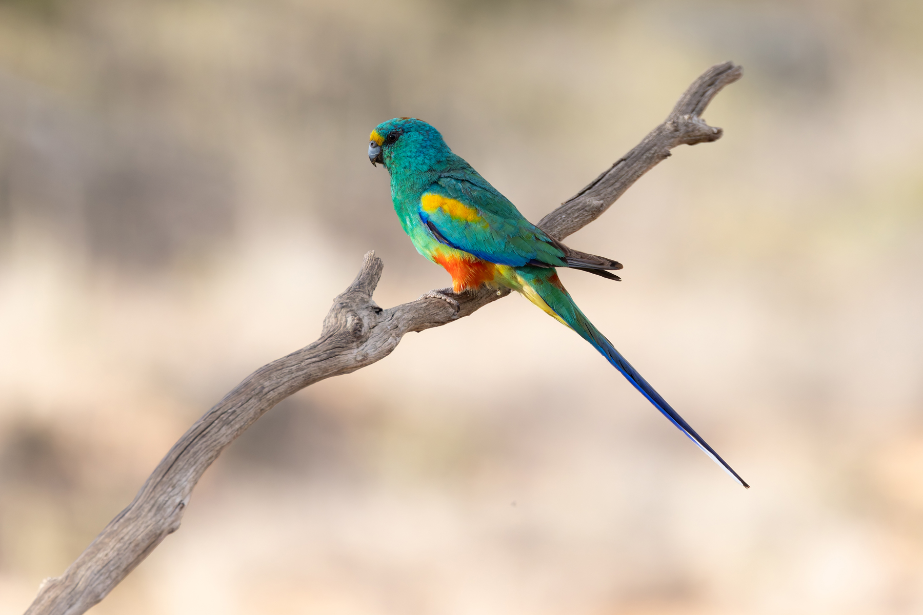 Mulga Parrot (image by Mike Watson)