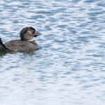 Musk Duck (image by Mike Watson)