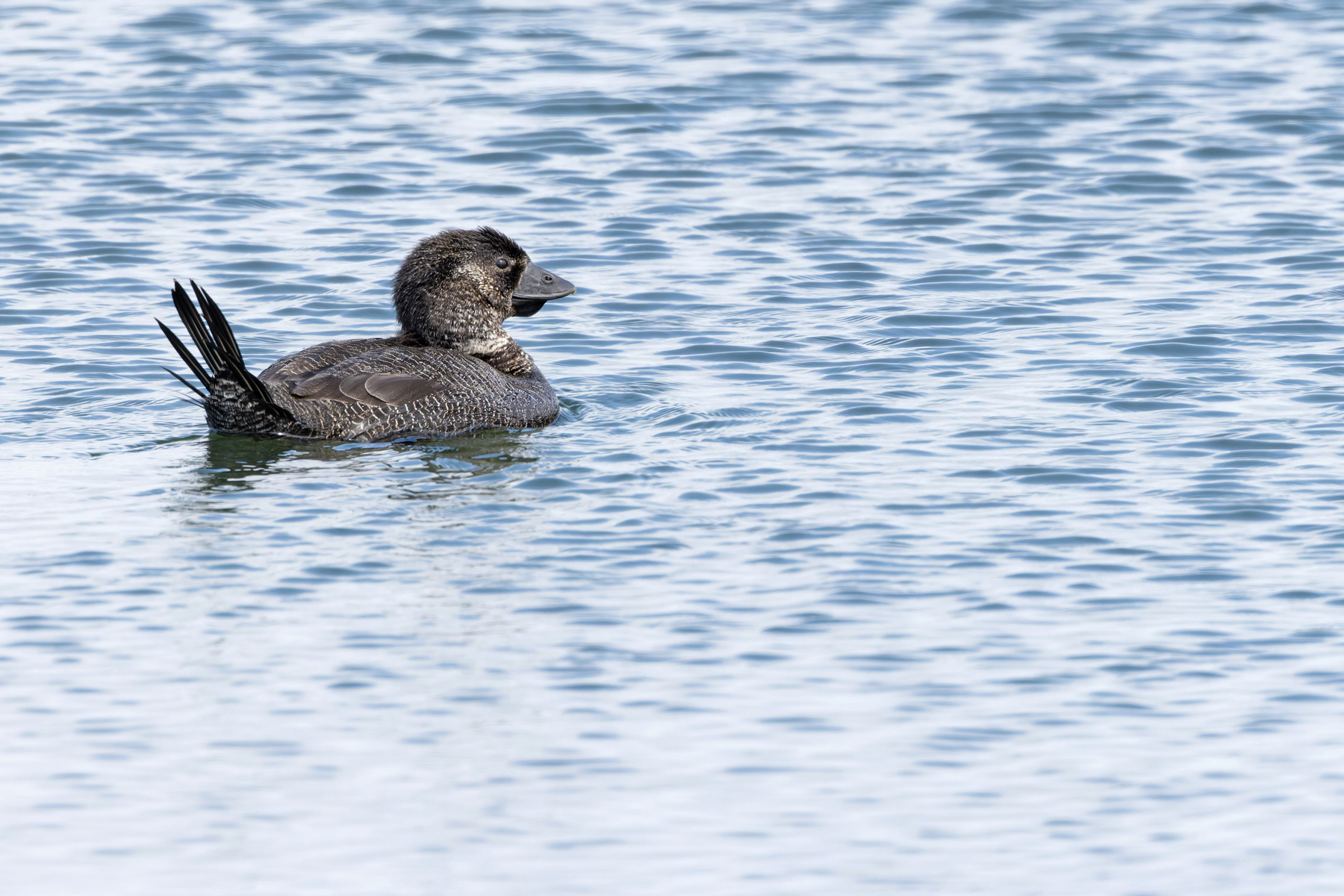 Musk Duck (image by Mike Watson)