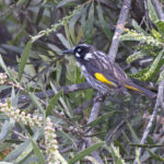 New Holland Honeyeater (image by Mike Watson)