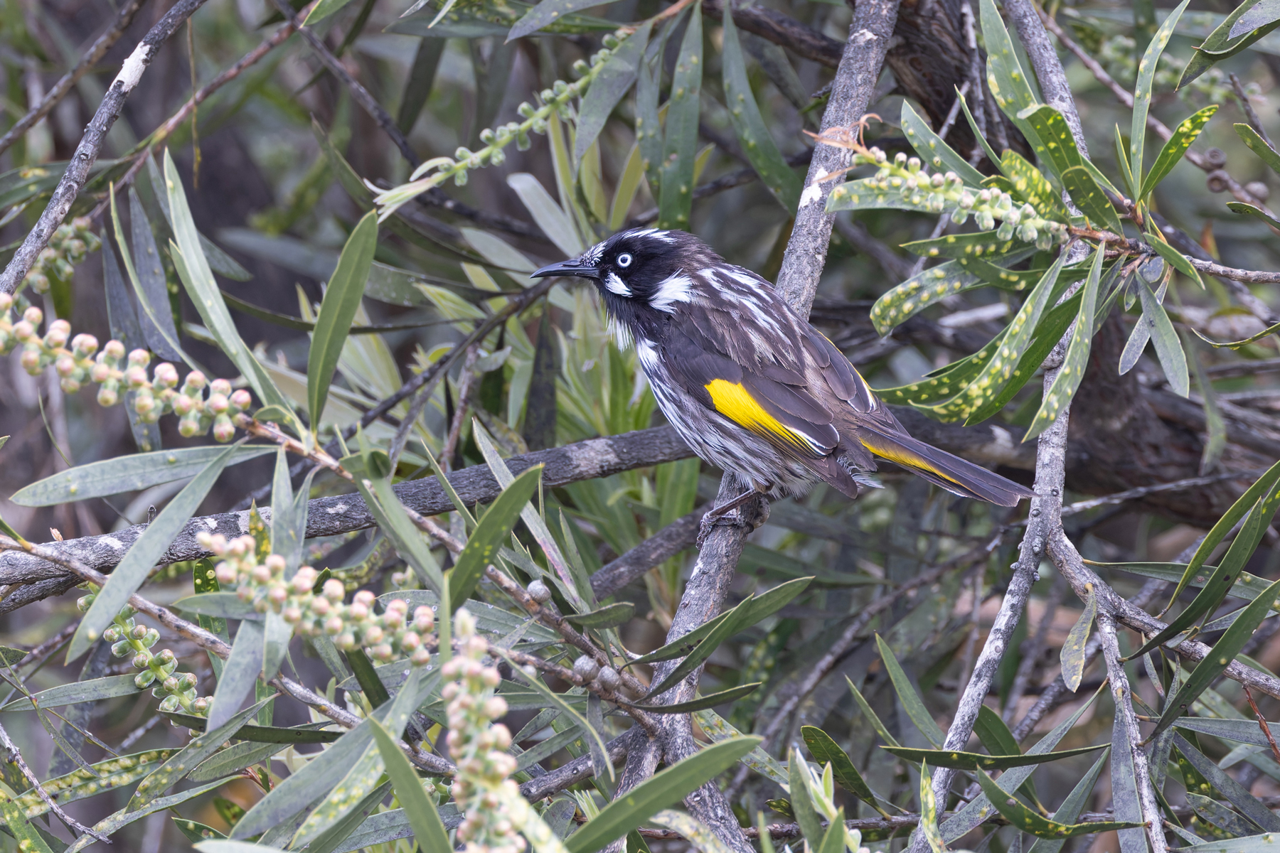 New Holland Honeyeater (image by Mike Watson)