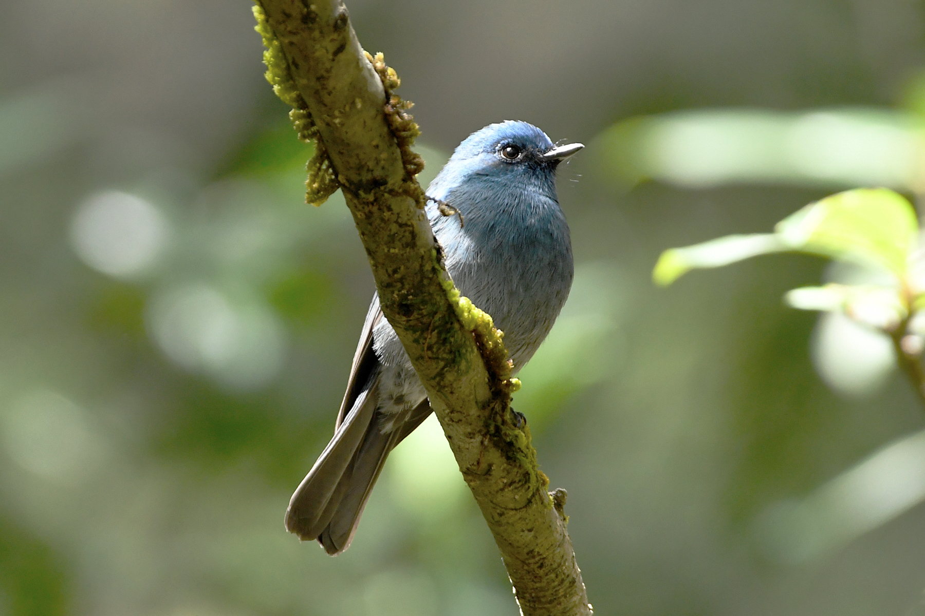 Nilgiri Flycatcher (image by Vincent Van der Spek)