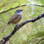 Olive Whistler (image by Mike Watson)