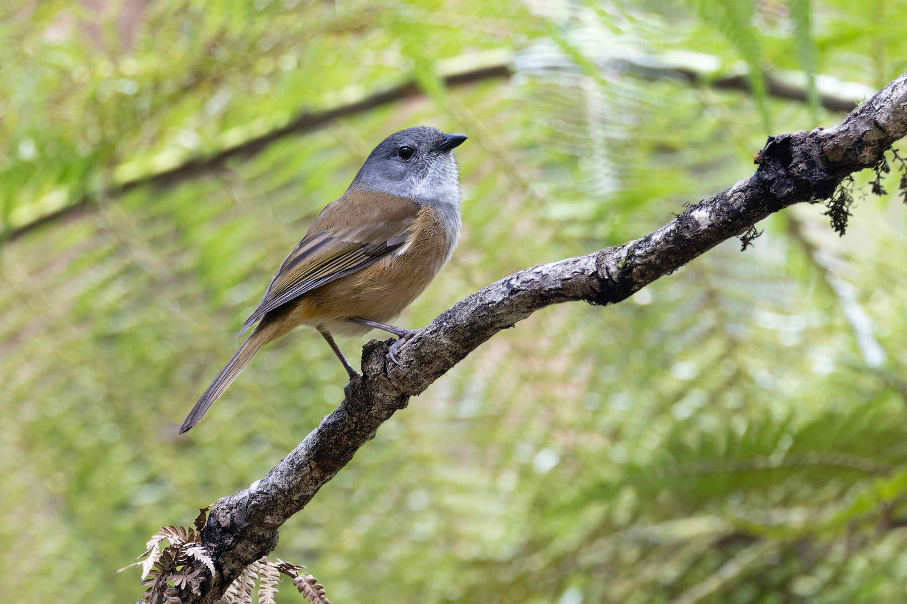 Olive Whistler (image by Mike Watson)