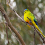 Orange-bellied Parrot (image by Mike Watson)