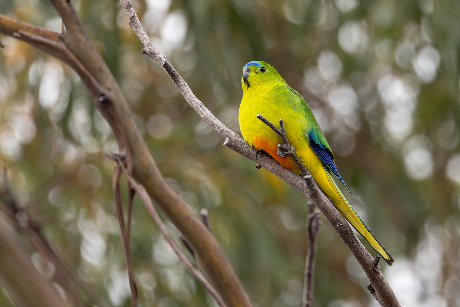 Orange-bellied Parrot (image by Mike Watson)