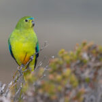 Orange-bellied Parrot (image by Mike Watson)