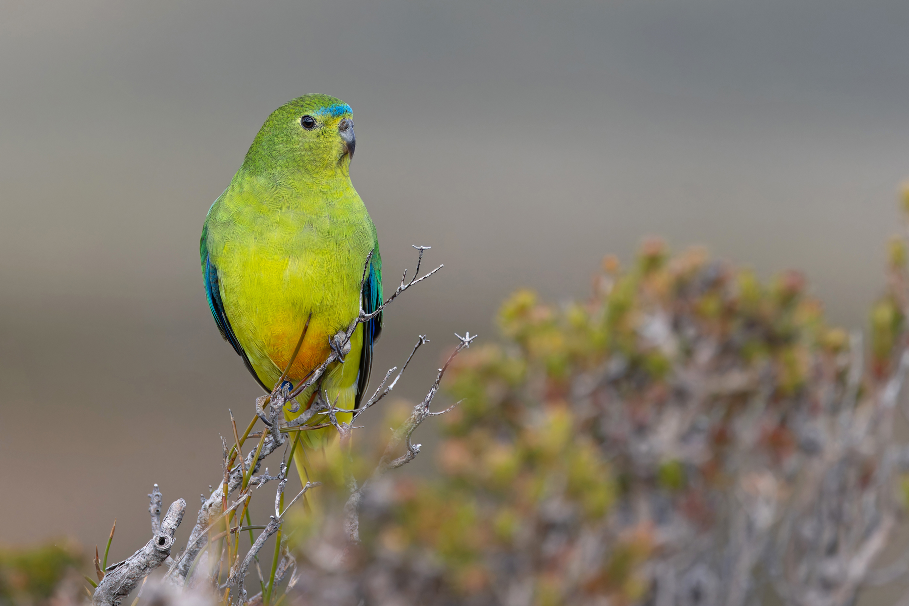 Orange-bellied Parrot (image by Mike Watson)