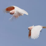Pink Cockatoo (image by Mike Watson)