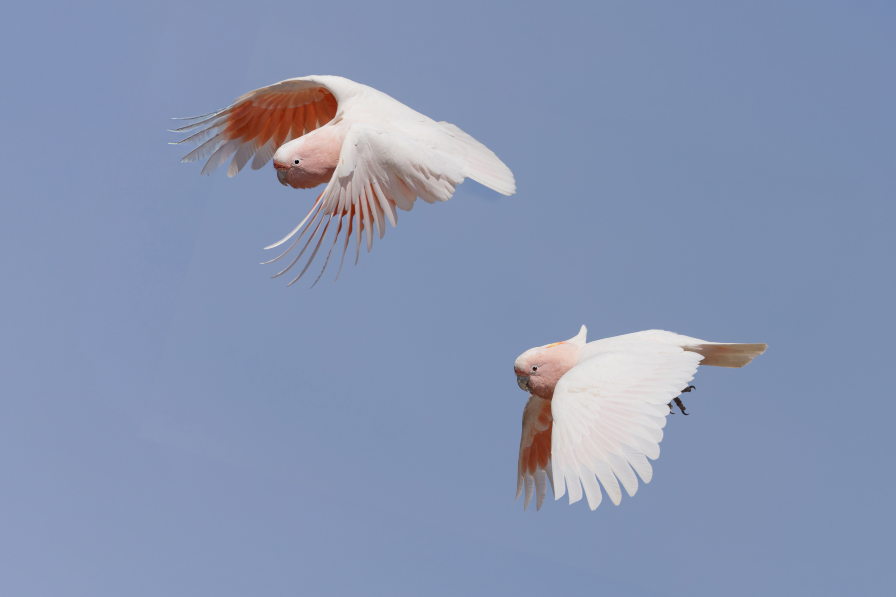 Pink Cockatoo (image by Mike Watson)