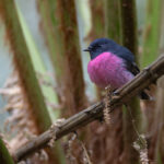 Pink Robin (image by Mike Watson)
