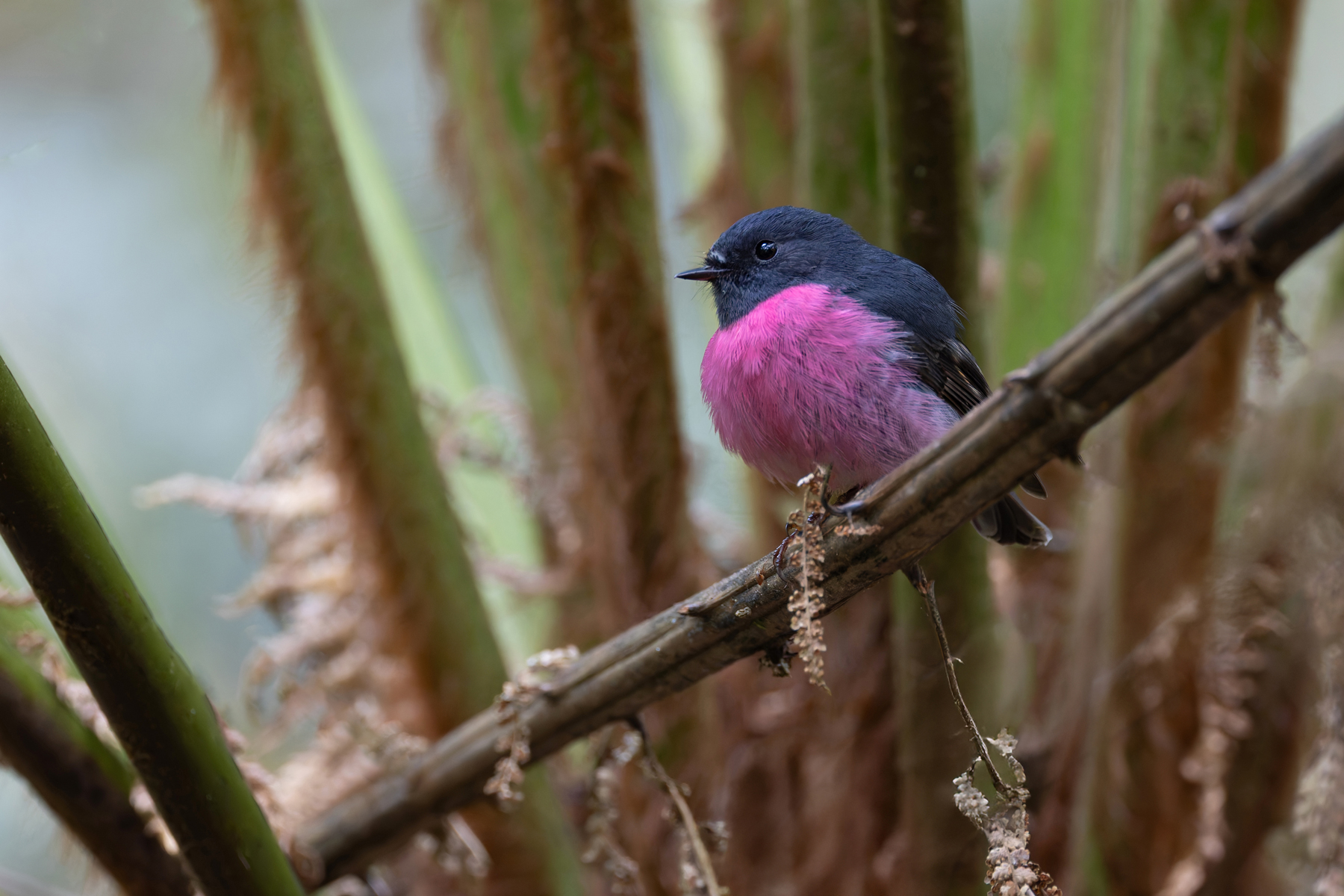 Pink Robin (image by Mike Watson)