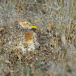 female Plains-wanderer (image by Mike Watson)