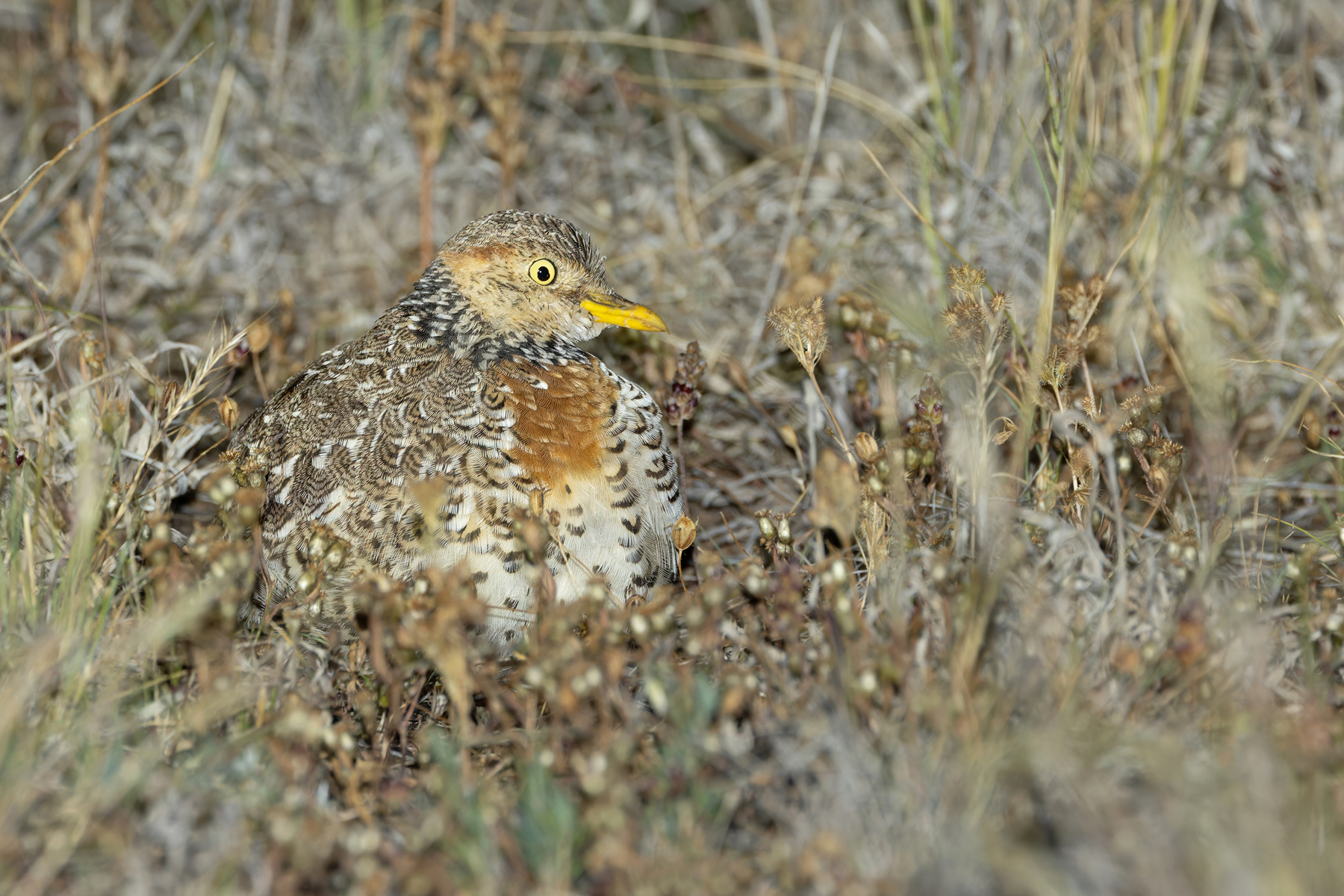 female Plains-wanderer (image by Mike Watson)
