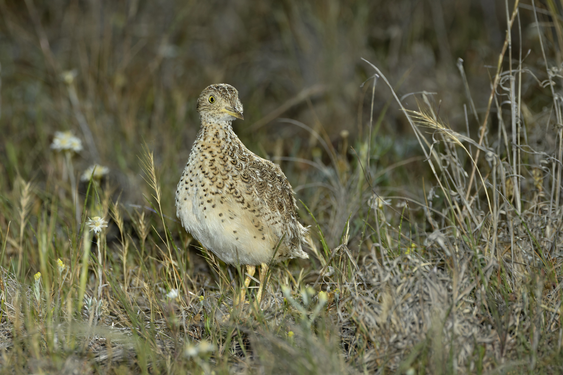 male Plains-wanderer (image by Mike Watson)