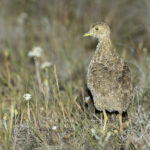 male Plains-wanderer (image by Mike Watson)