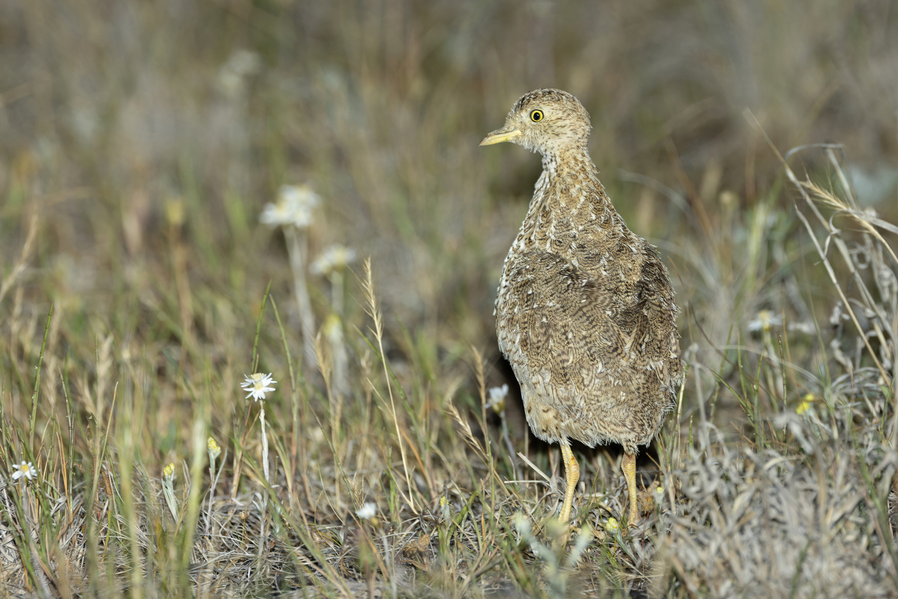 male Plains-wanderer (image by Mike Watson)