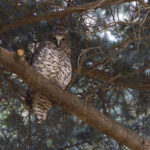 Powerful Owl (image by Mike Watson)