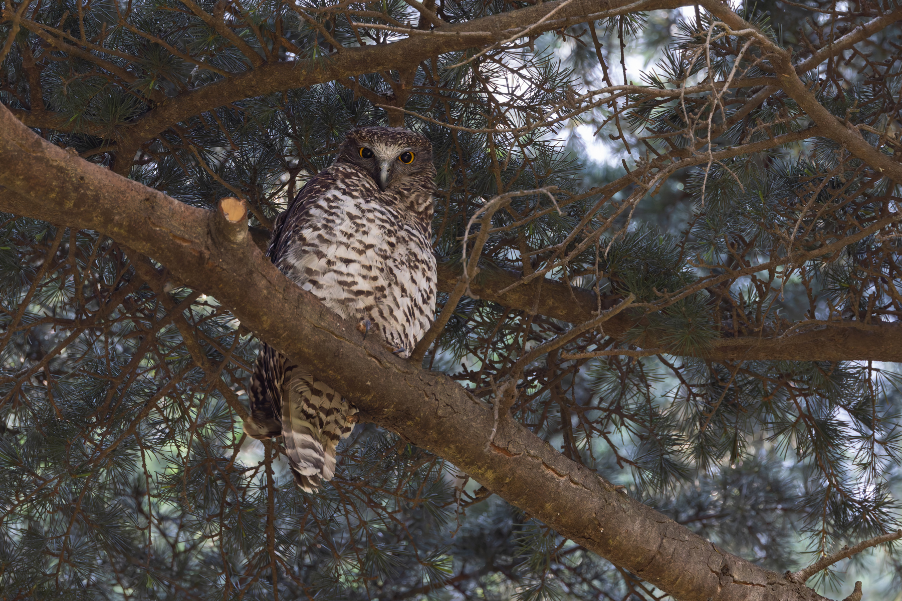 Powerful Owl (image by Mike Watson)
