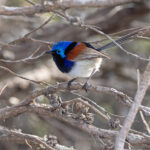 Purple-backed Fairywren (image by Mike Watson)