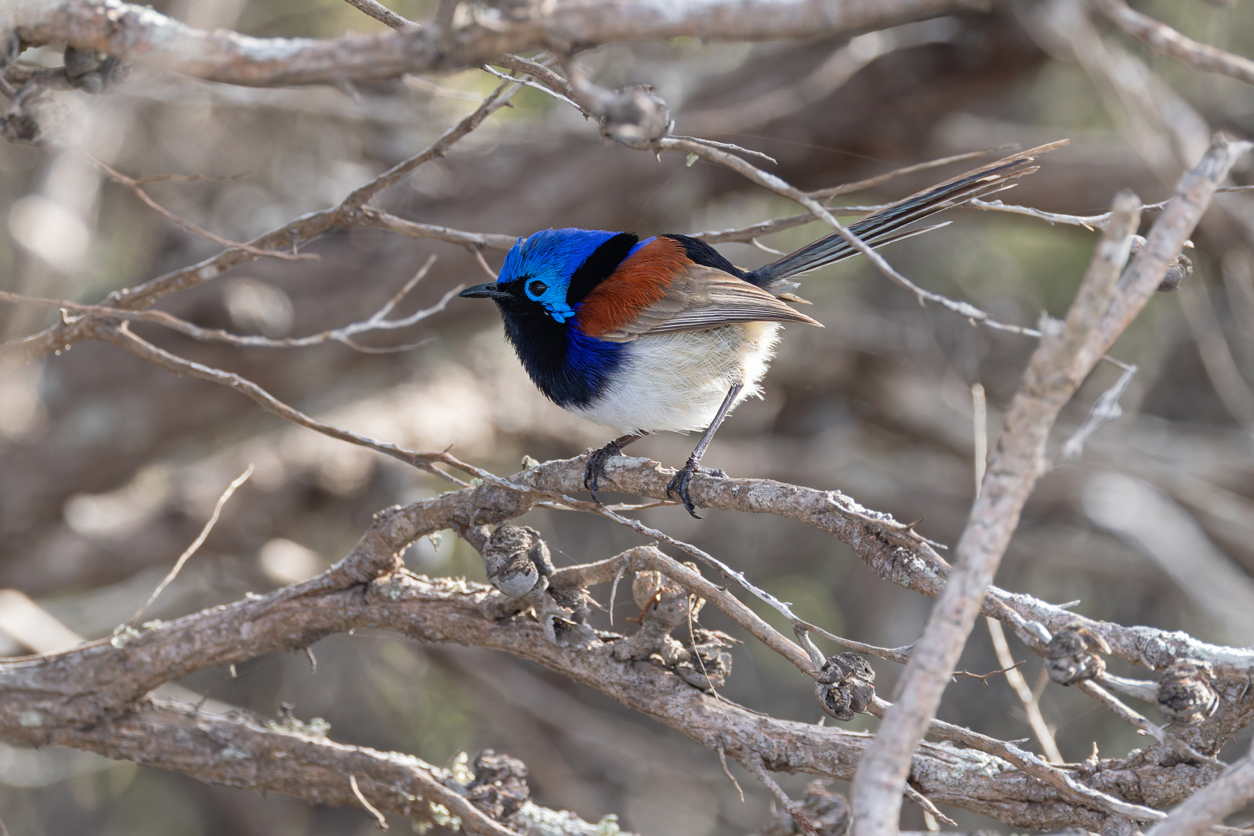 Purple-backed Fairywren (image by Mike Watson)