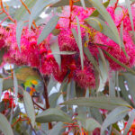 Purple-crowned Lorikeet (image by Mike Watson)