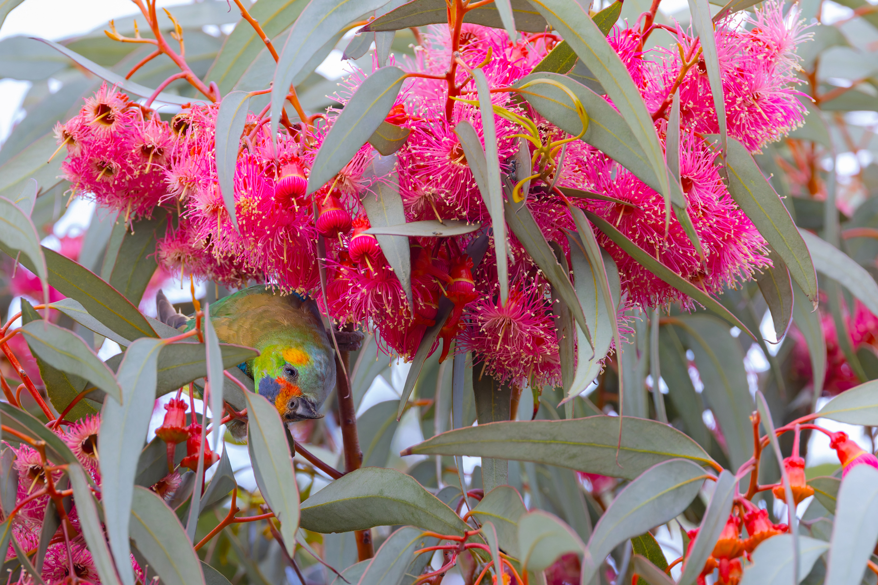 Purple-crowned Lorikeet (image by Mike Watson)