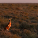 Red Kangaroo (image by Mike Watson)