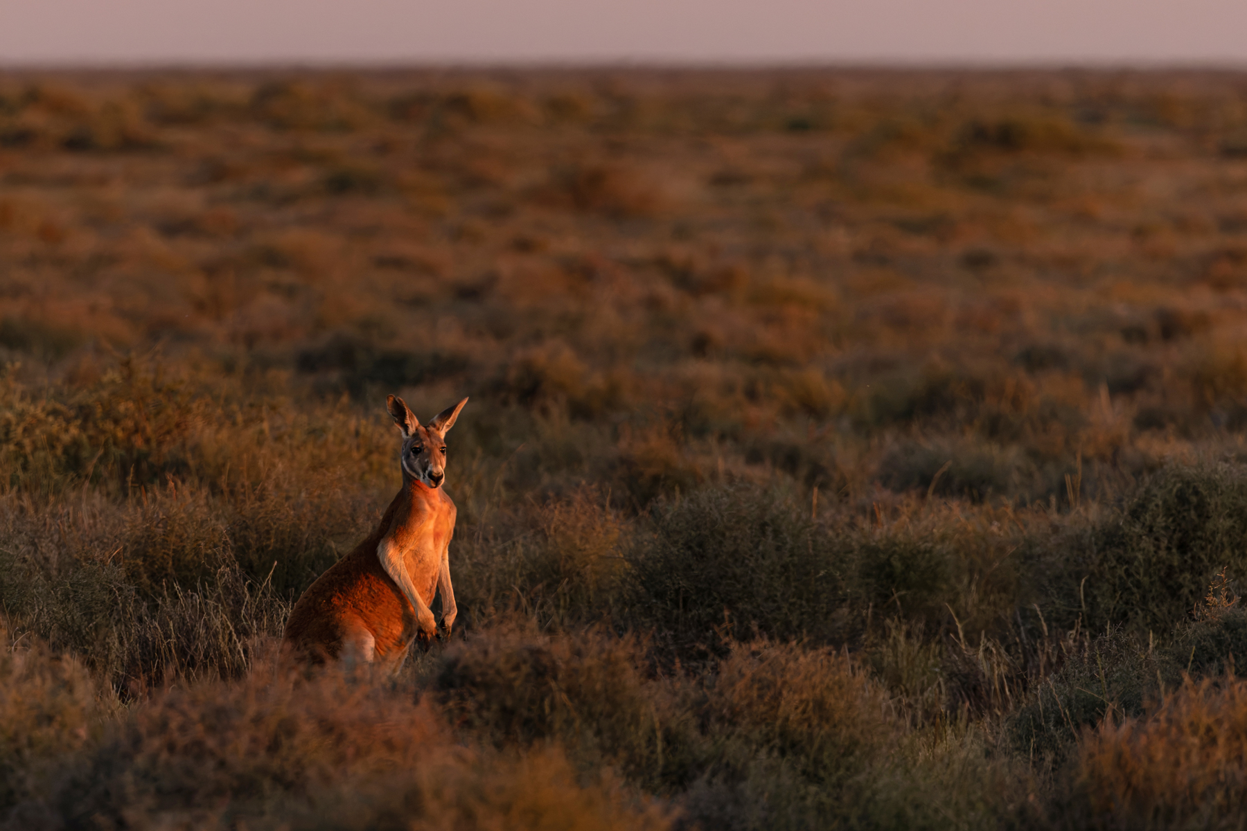 Red Kangaroo (image by Mike Watson)
