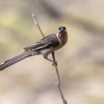 Red Wattlebird (image by Mike Watson)