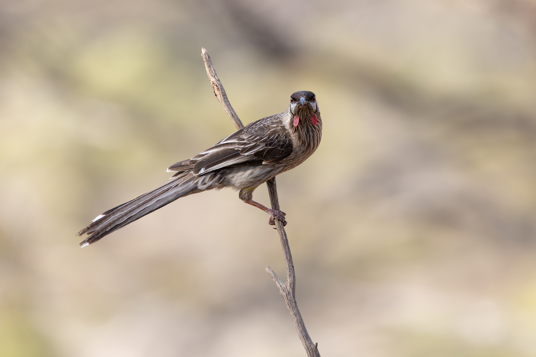 Red Wattlebird (image by Mike Watson)