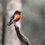 Red-capped Robin (image by Mike Watson)