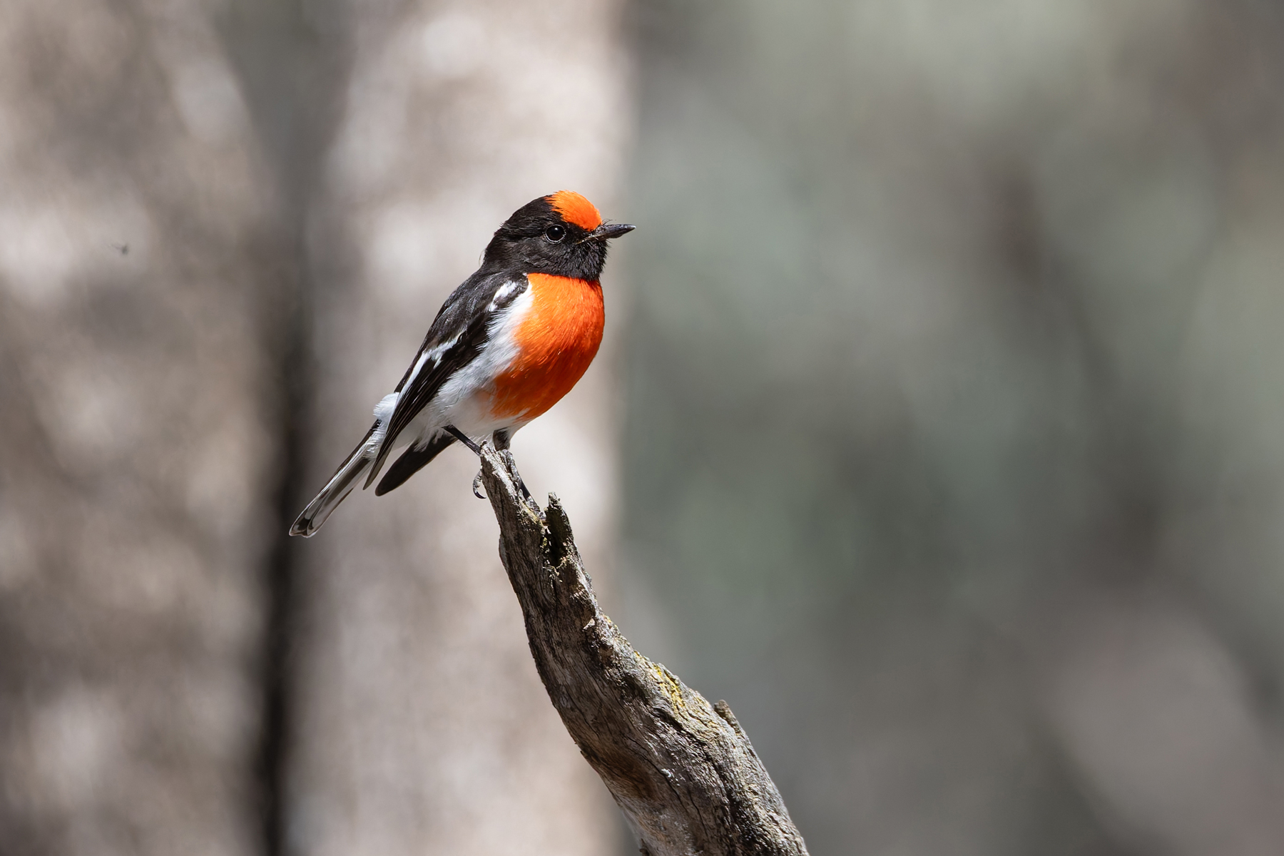 Red-capped Robin (image by Mike Watson)