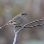 immature Red-lored Whistler (image by Mike Watson)
