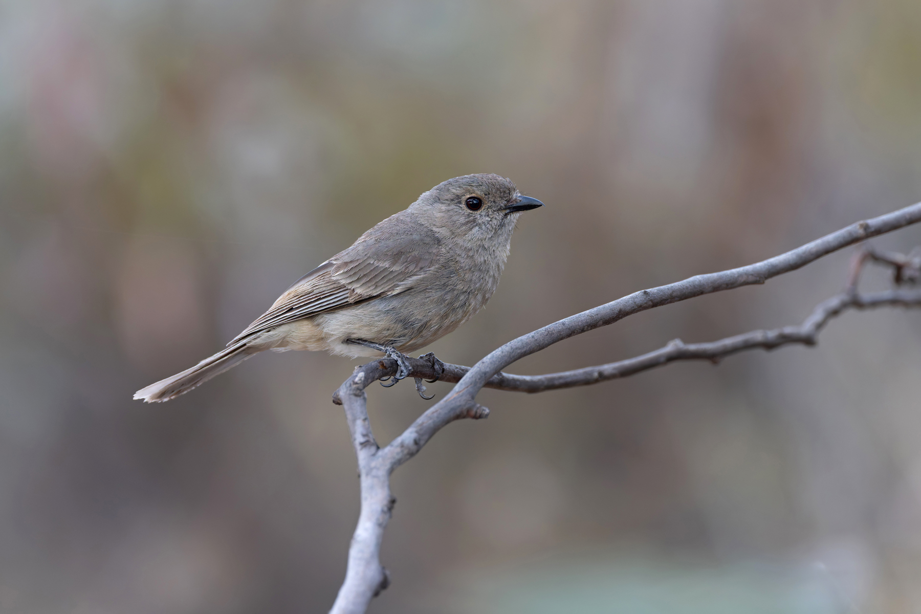 immature Red-lored Whistler (image by Mike Watson)