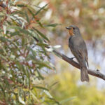male Red-lored Whistler (image by Mike Watson)