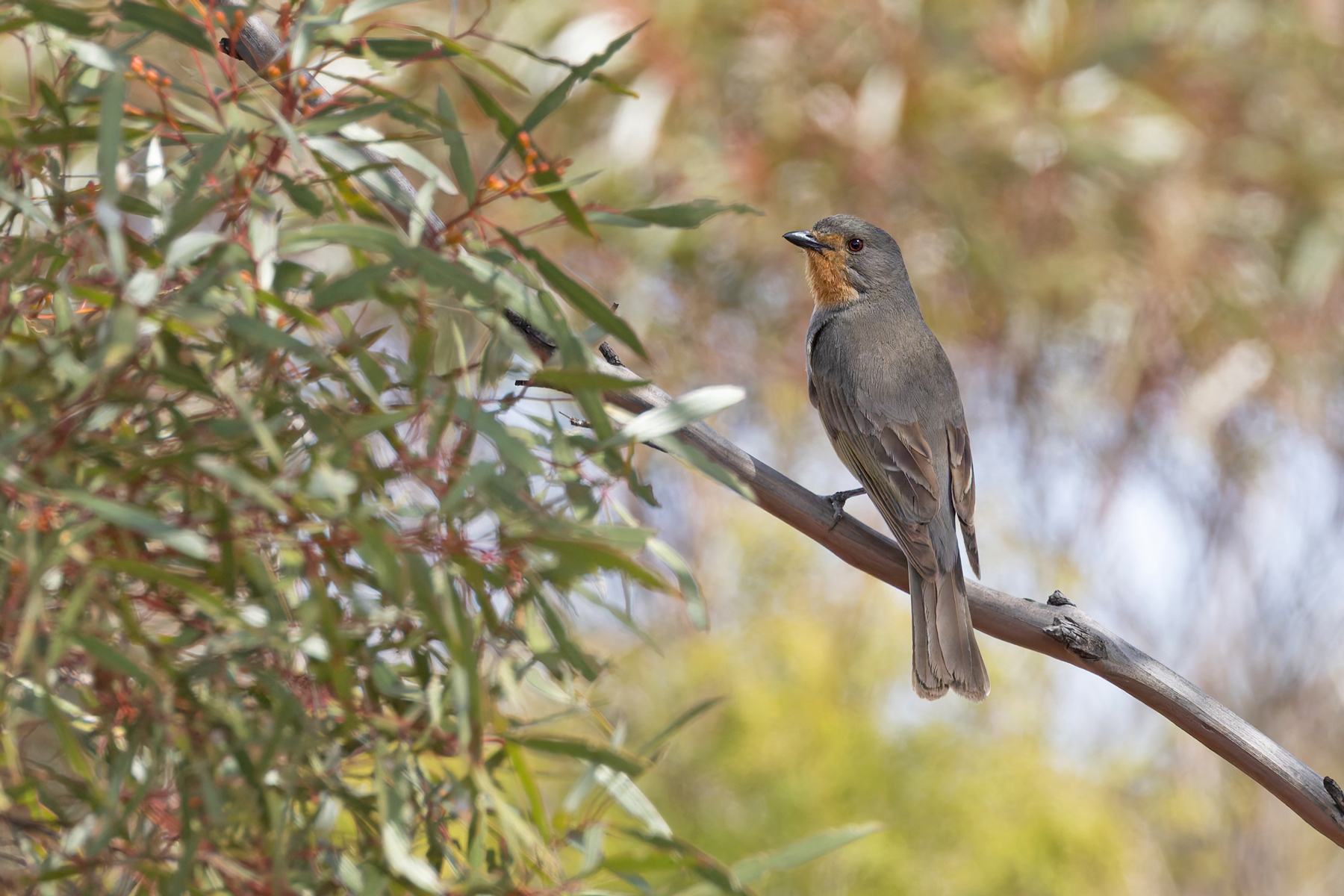 male Red-lored Whistler (image by Mike Watson)