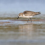 Red-necked Stint (image by Mike Watson)