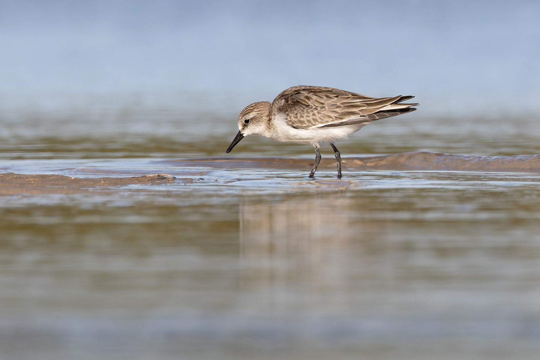 Red-necked Stint (image by Mike Watson)
